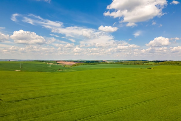 Vista aérea da paisagem de campos agrícolas cultivados verdes com cultivos em dia de verão brilhante