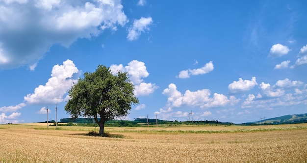 Vista aérea da paisagem de uma árvore verde crescendo entre campos agrícolas amarelos cultivados com colheitas de amadurecimento no dia de verão brilhante