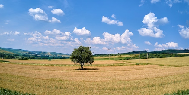 Vista aérea da paisagem de uma árvore verde crescendo entre campos agrícolas amarelos cultivados com colheitas de amadurecimento no dia de verão brilhante