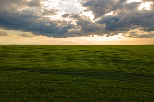 Vista aérea da paisagem de verdes campos agrícolas cultivados com safras em noite de verão.