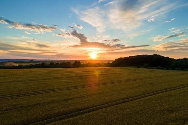 Vista aérea da paisagem do campo agrícola cultivado amarelo com trigo maduro na vibrante noite de verão.