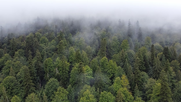 Vista aérea da paisagem na natureza, floresta e colina