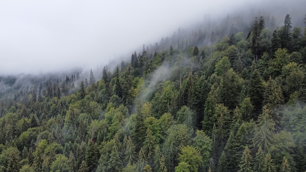 Vista aérea da paisagem na natureza, floresta e colina