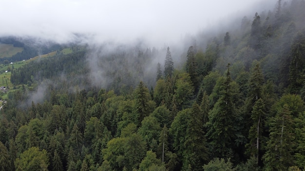 Vista aérea da paisagem na natureza, floresta e colina