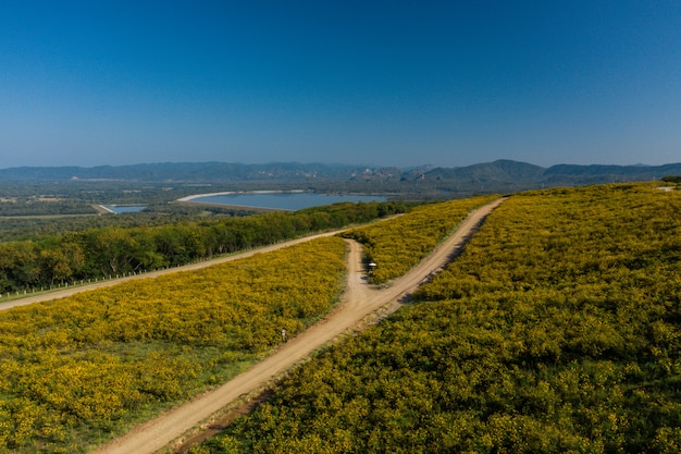 Vista aérea da paisagem verde scenics