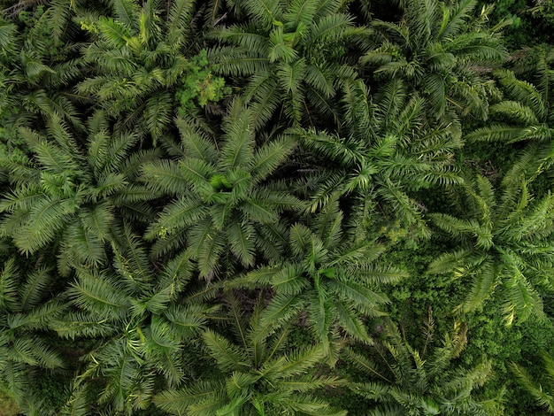 Vista aérea da palmeira verde campos natureza fazenda agrícola plano de fundo, vista de cima, folhas de palmeira de cima das plantações em verde, vista aérea da planta de árvore tropical