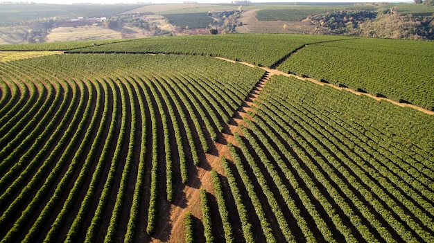 Vista aérea da plantação de café em Minas Gerais - Brasil