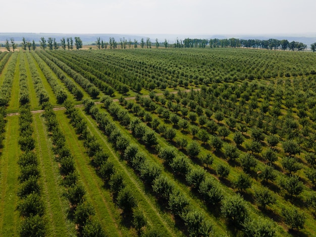 Vista aérea da plantação de campo de árvores