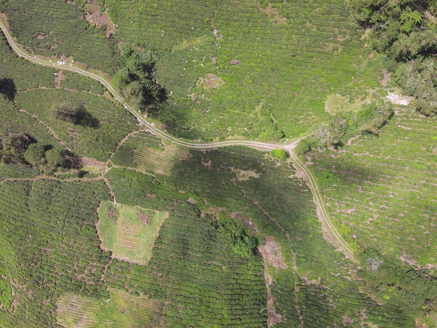 Vista aérea da plantação de chá verde na Malásia, bela natureza paisagem zangão vista superior