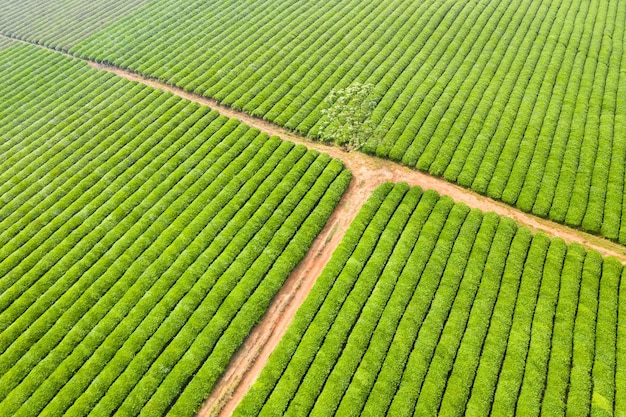 Vista aérea da plantação de chá verde na primavera