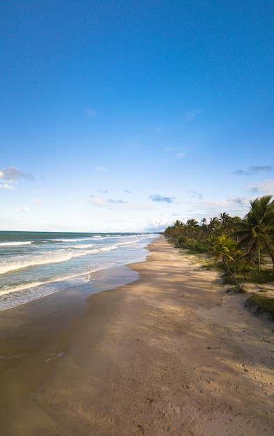 Vista aérea da praia deserta com coqueiros na costa da bahia brasil.