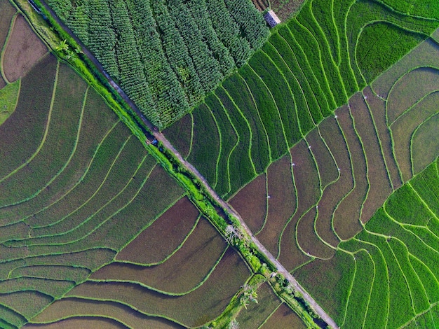 Vista aérea da Ásia em campos verdes de arroz indonésio