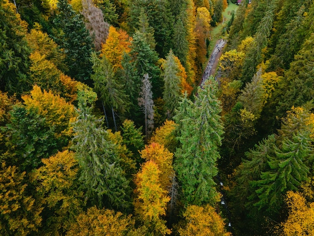 Vista aérea da trilha de caminhada na floresta de outono