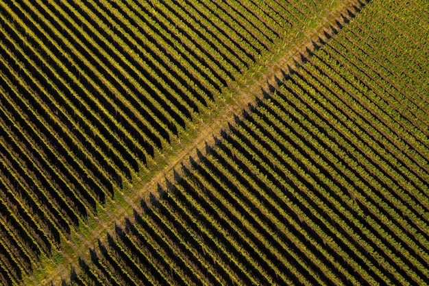 Vista aérea da vinha