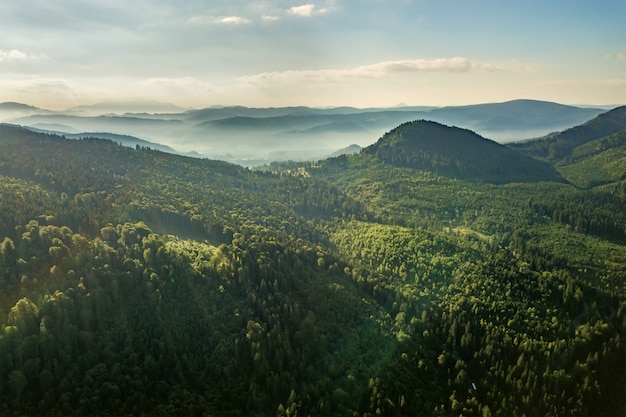 Vista aérea das colinas verdes da montanha cobertas com a floresta spruce sempre-verde no verão.