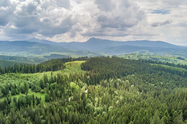 Vista aérea das montanhas Carpathian verdes cobertas com o dia ensolarado do verão sempre verde do foreston do pinho.