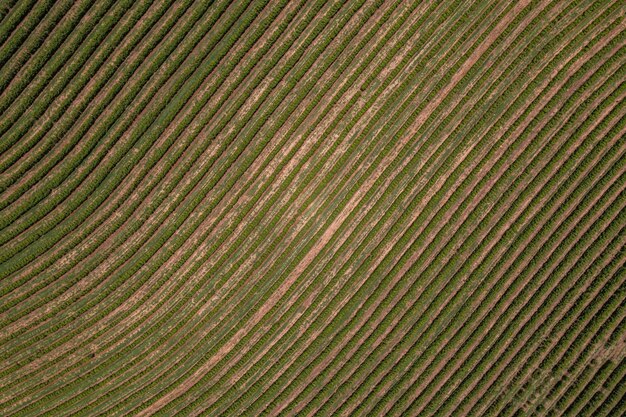 Foto vista aérea das ruas das plantações de café