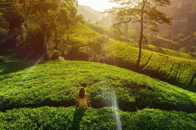 Foto vista aérea das terras das plantações de chá verde da manhã com uma viajante em nuwara eliya, sri lanka