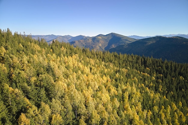 Vista aérea de altas colinas com pinheiros escuros no dia brilhante do outono. Cenário incrível da floresta de montanha selvagem