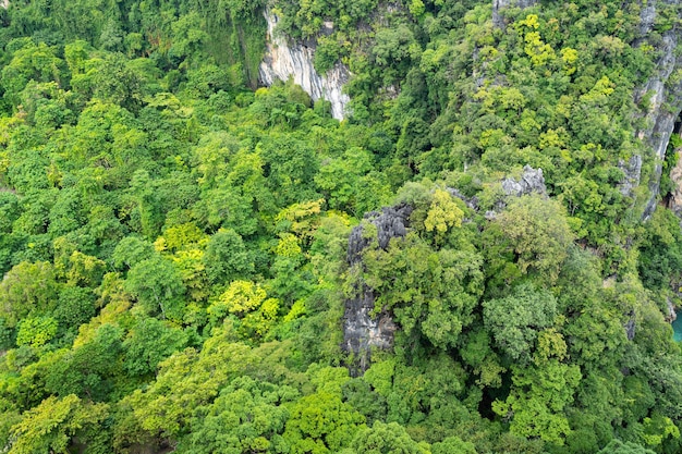 Vista aérea de alto ângulo árvores da floresta tropical de cima para baixo Ecossistema e fundo de ambiente saudável Imagem bonita natureza incrível para o fundo.