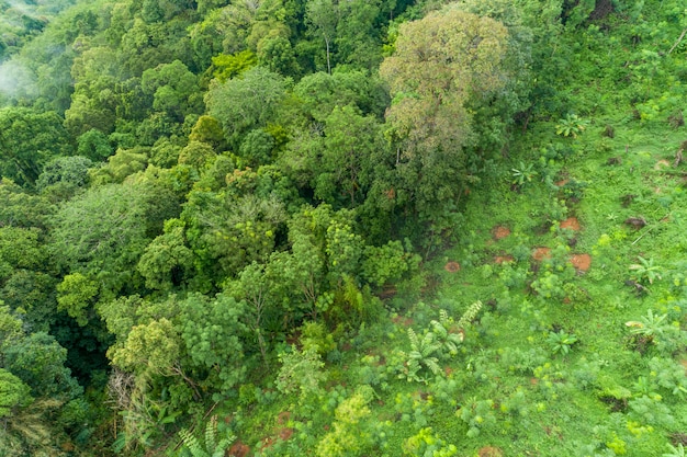 Vista aérea de alto ângulo de cima para baixo das árvores da floresta tropical Ecossistema e ambiente saudável