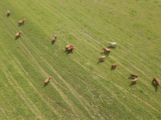 Vista aérea de animais em um campo de grama