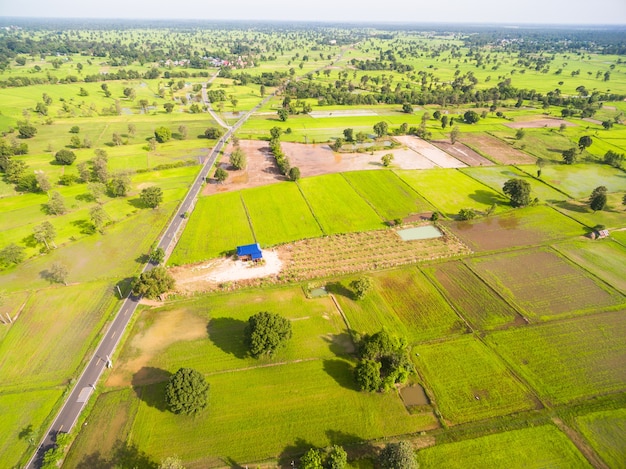 Vista aérea, de, arroz, campos