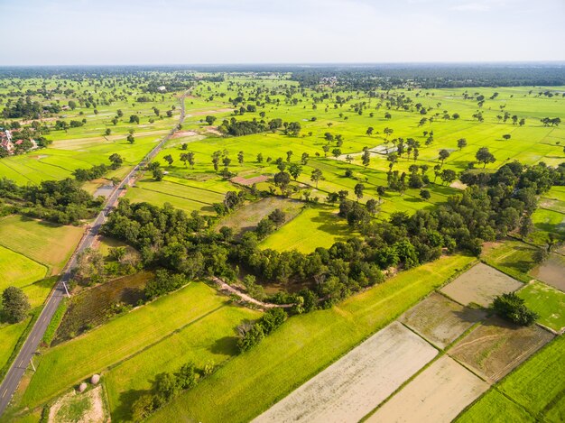 Vista aérea, de, arroz, campos