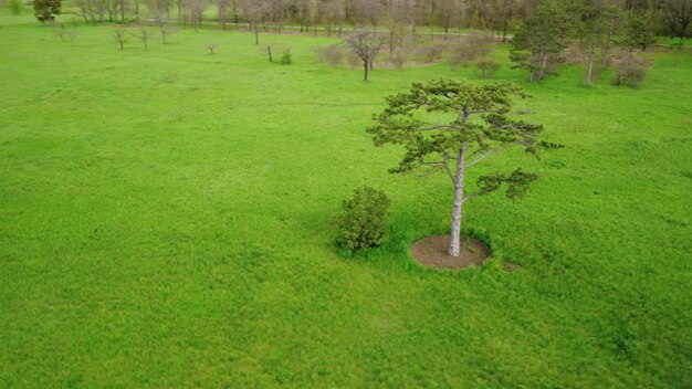 Vista aérea de árvores coníferas em um prado verde no parque