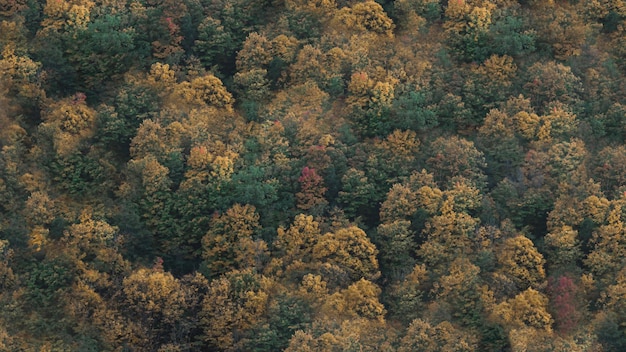 Vista aérea de árvores de outono verdes amarelas em uma encosta