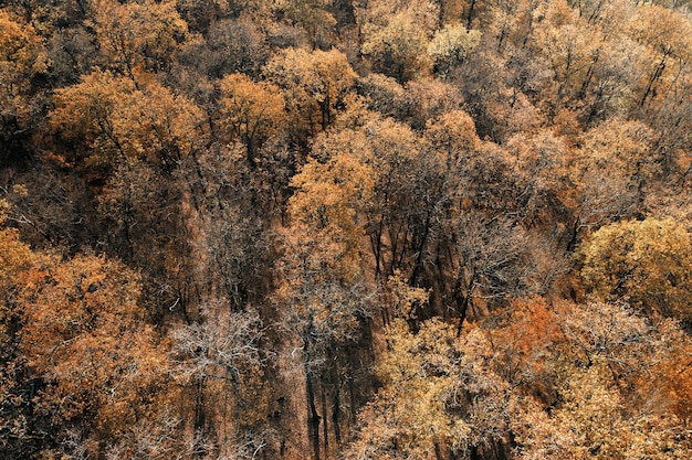 Vista aérea de árvores de outono