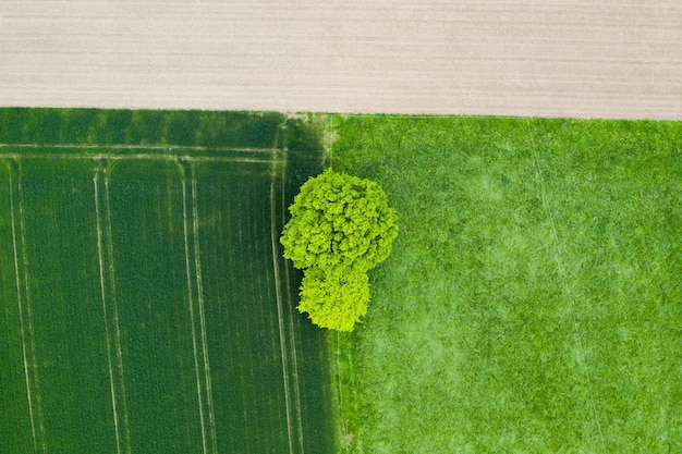 Vista aérea de árvores em campos agrícolas