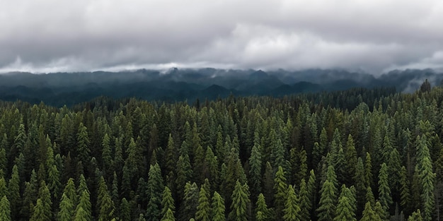 Vista aérea de árvores em uma floresta de pinheiros e nevoeiro no céu