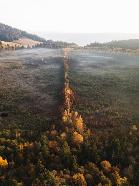 Foto vista aérea de árvores na paisagem