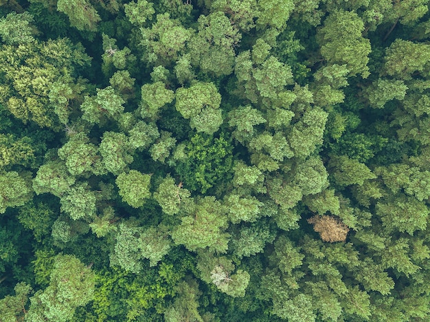 Vista aérea de árvores verdes