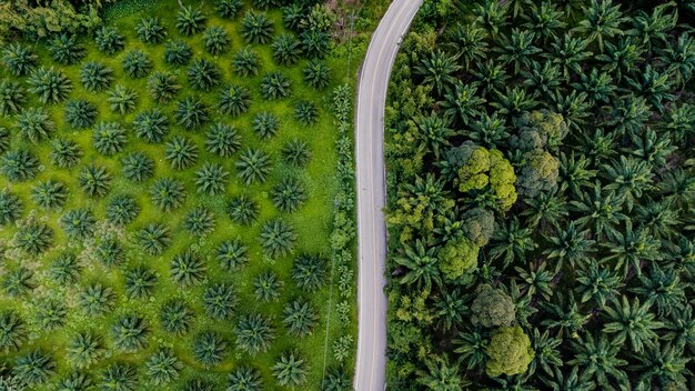 Vista aérea de belas estradas atravessando uma plantação de dendezeiros na Tailândia, sul