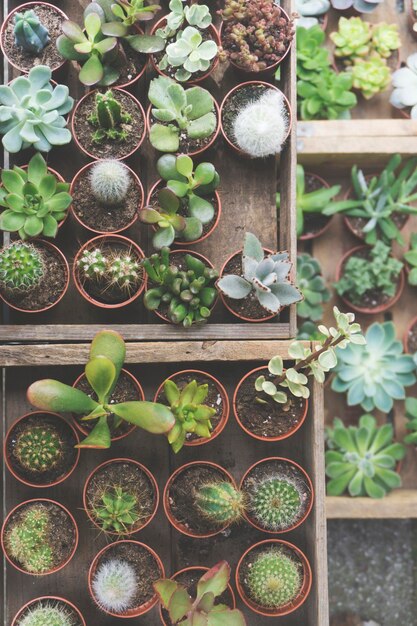 Vista aérea de cactos e plantas suculentas