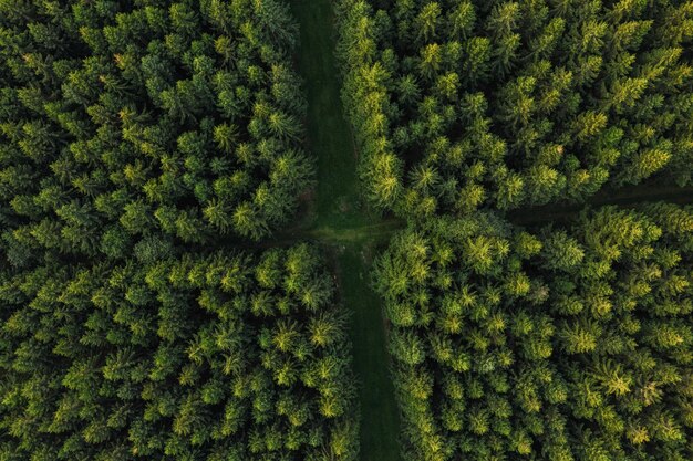 Vista aérea de caminhos florestais, Alemanha. Foto tirada com drone