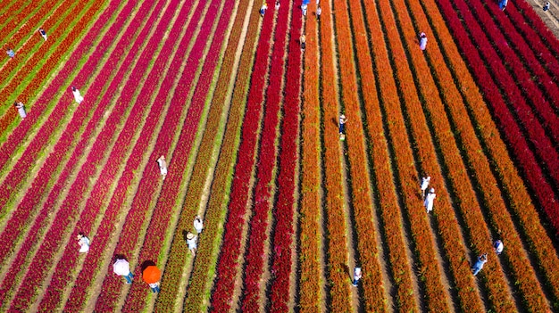 Vista aérea de campo de flores