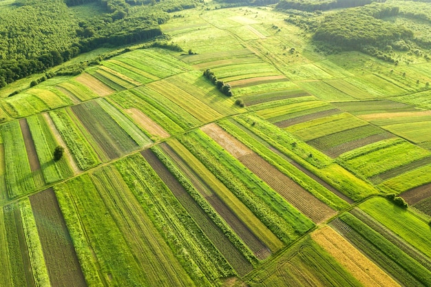 Vista aérea de campos agrícolas verdes na primavera com vegetação fresca após a temporada de semeadura em um dia quente e ensolarado.