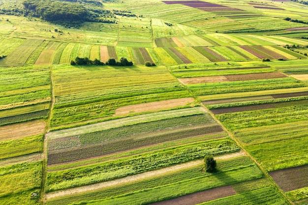 Vista aérea de campos agrícolas verdes na primavera com vegetação fresca após a temporada de semeadura em um dia quente e ensolarado