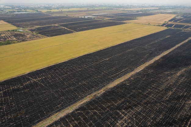 Vista aérea de campos de arroz queimado de drone voador de incêndios florestais de arroz de campo