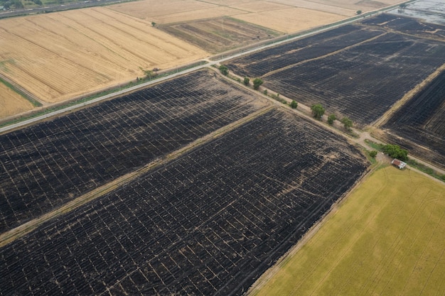 Vista aérea de campos de arroz queimado de drone voador de incêndios florestais de arroz de campo