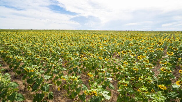 Vista aérea de campos de girassol em flor.