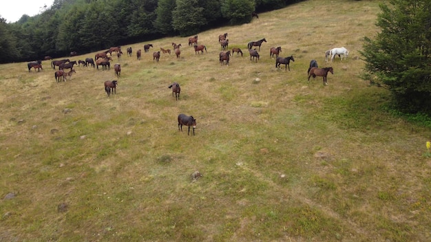 Vista aérea de cavalos pastando no pasto