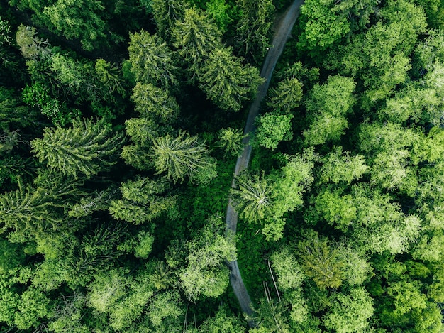 Vista aérea de cima da estrada rural na floresta verde de verão Paisagem rural na Finlândia Fotografia de drone de cima