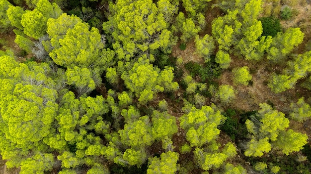 Vista aérea de cima da floresta de coníferas na Espanha