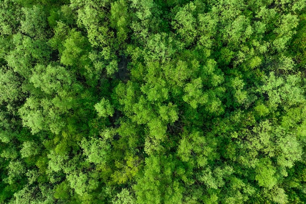 Vista aérea de cima da floresta de manguezal Vista aérea de densos manguezais verdes captura árvores verdes de CO2