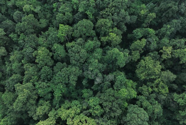 Foto vista aérea de cima de árvores verdes na floresta vista de drone de árvors verdes densas captura co2 árvore verde