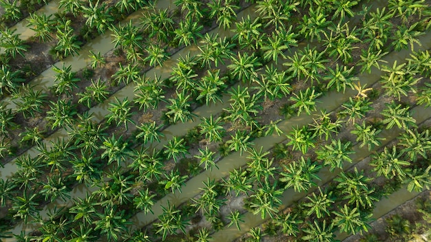 Vista aérea de cima de bananeiras e coqueiros em uma plantação de linha